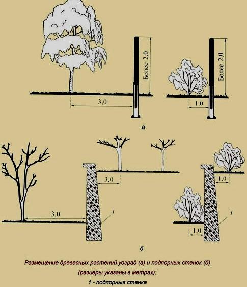 На каком расстоянии от забора можно сажать деревья: норма посадки по СНиП
